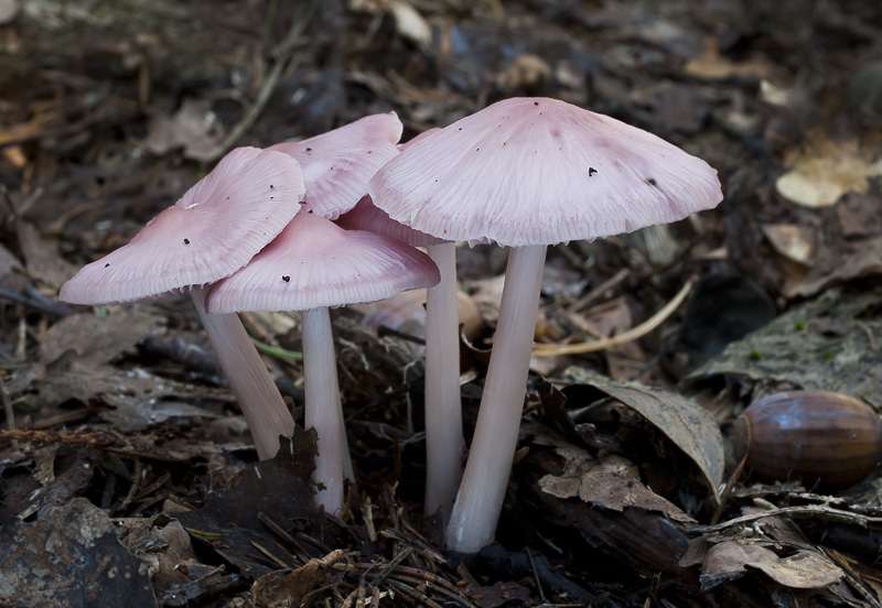 Mycena rosea